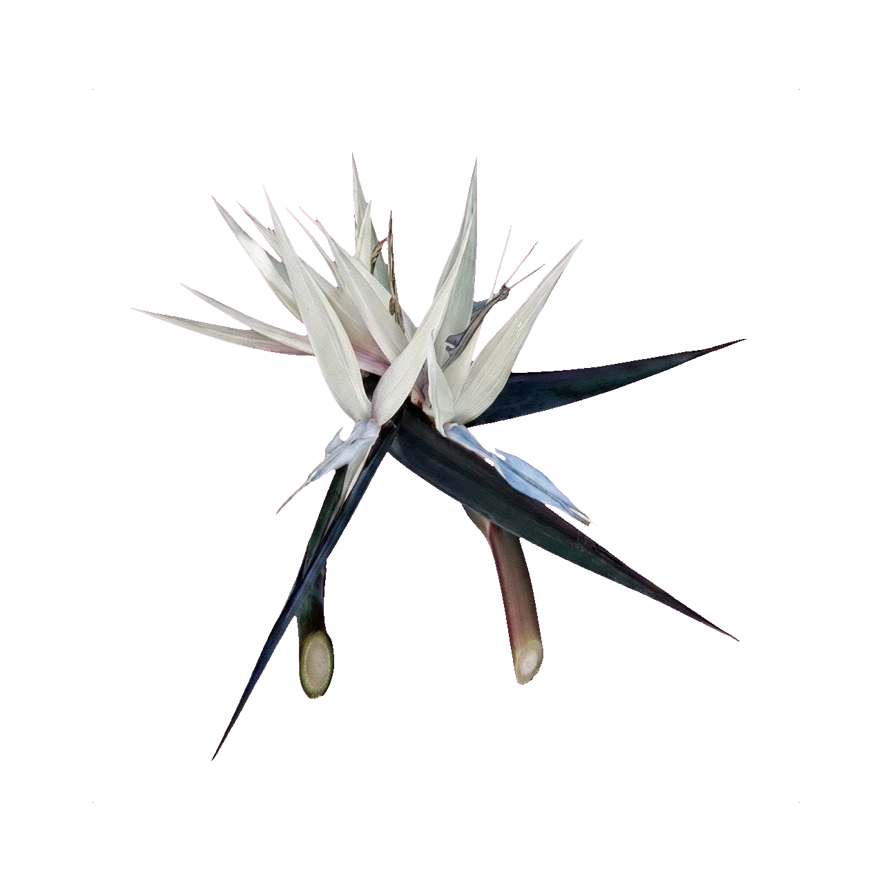 Strelitzia nicolai