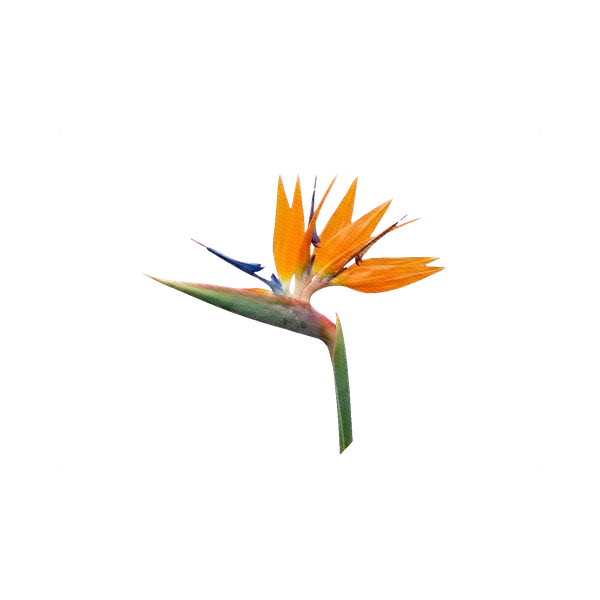 Strelitzia reginae