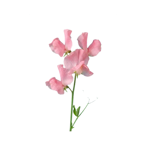 Sweet pea pink