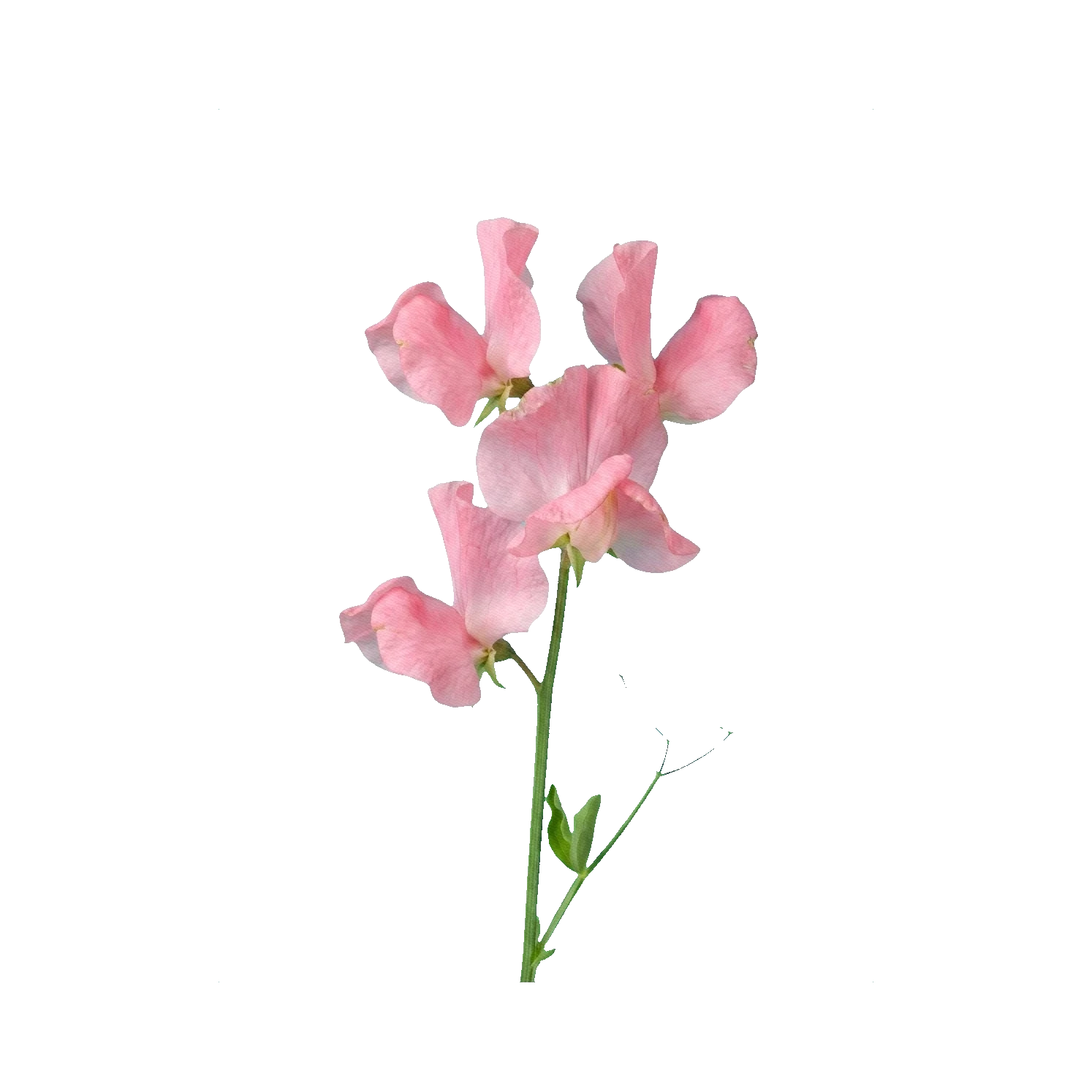 Sweet pea