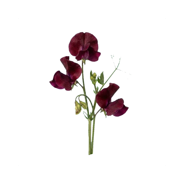 Sweet pea Royal Maroon