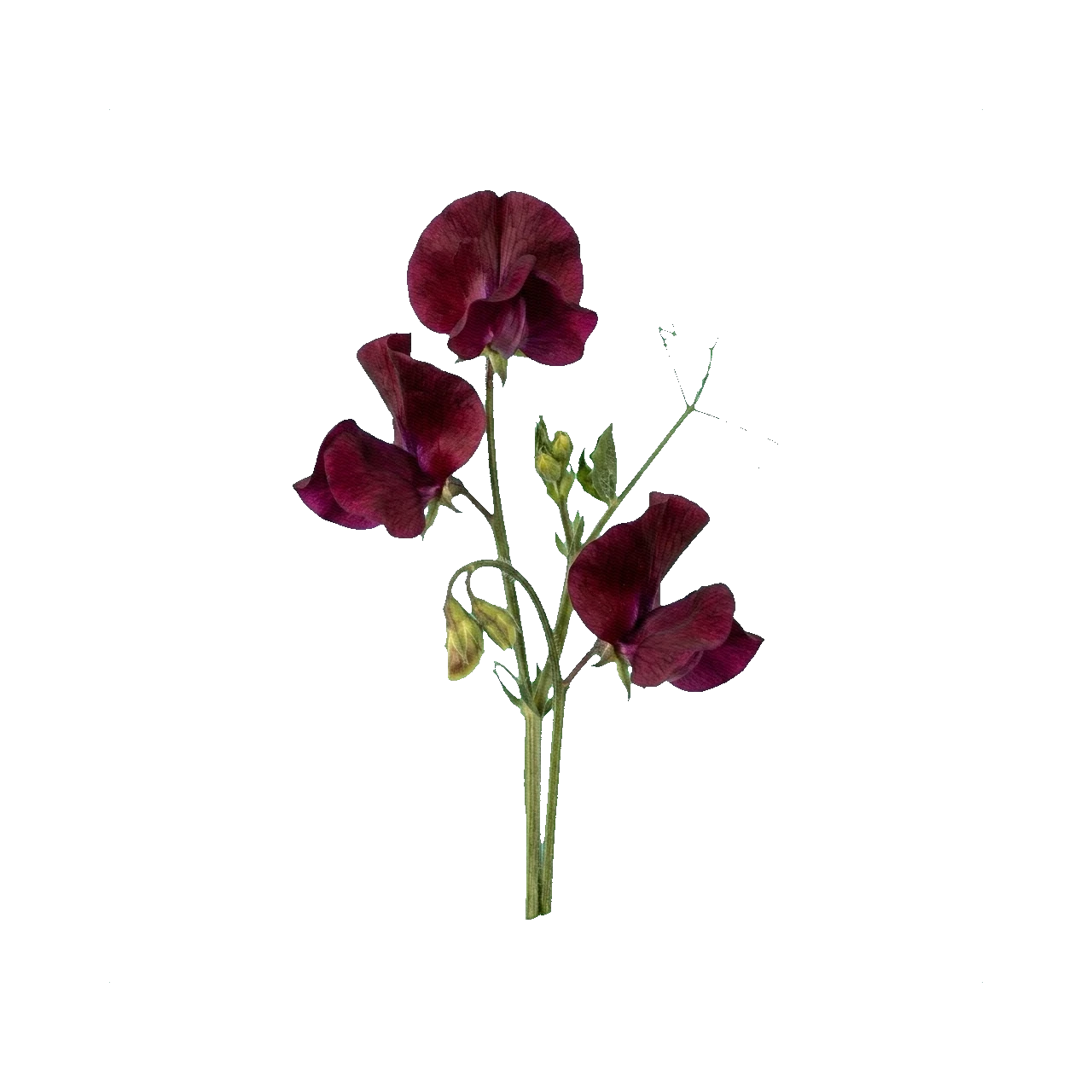 Sweet pea Royal Maroon