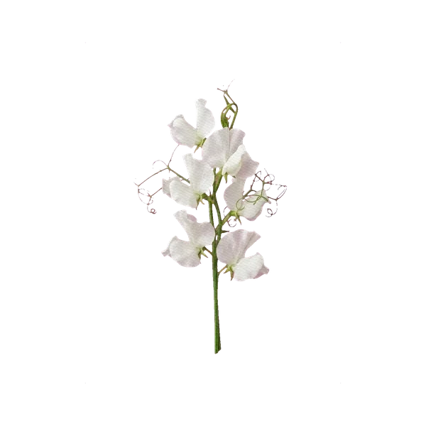 Sweet pea Royal White