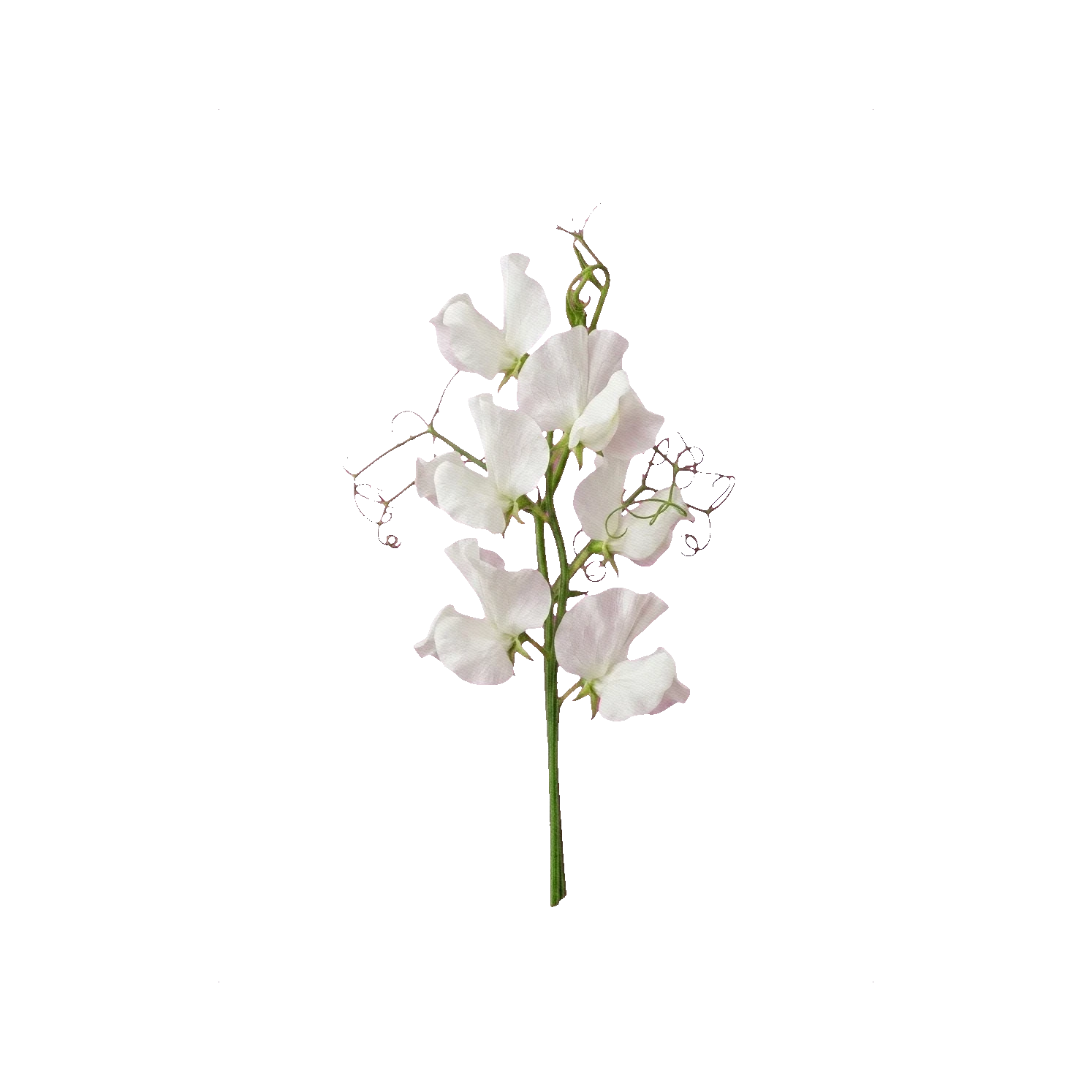 Sweet pea Royal White