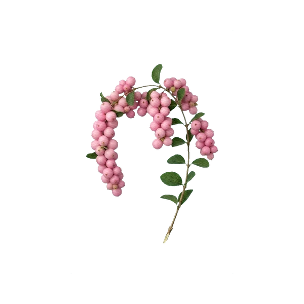 Snowberry pink