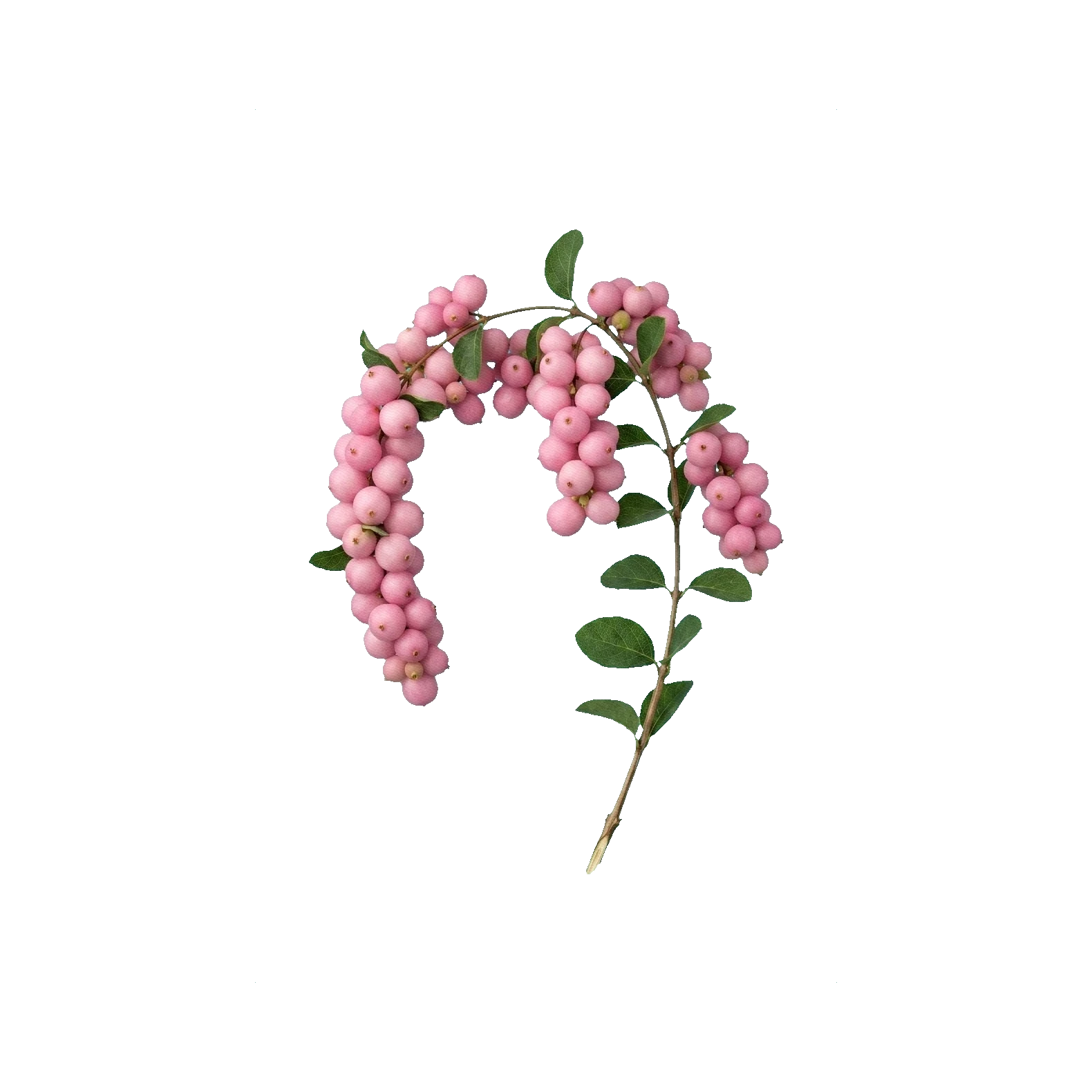 Snowberry pink