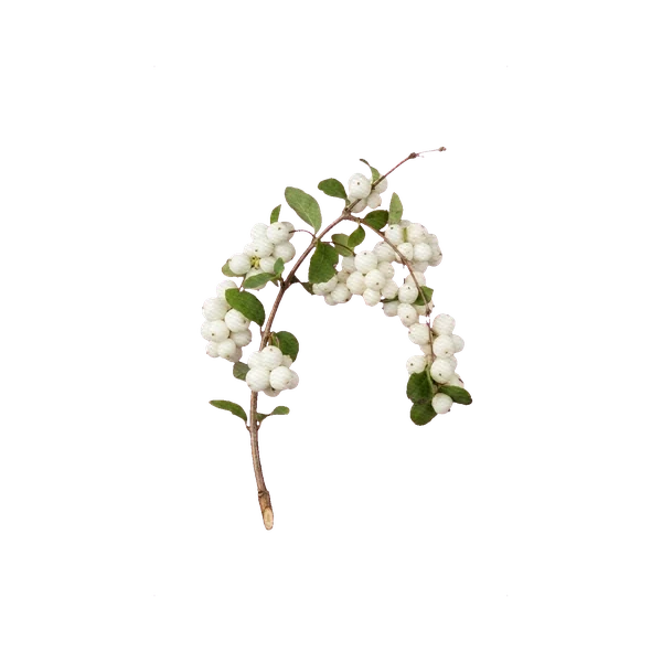 Snowberry white