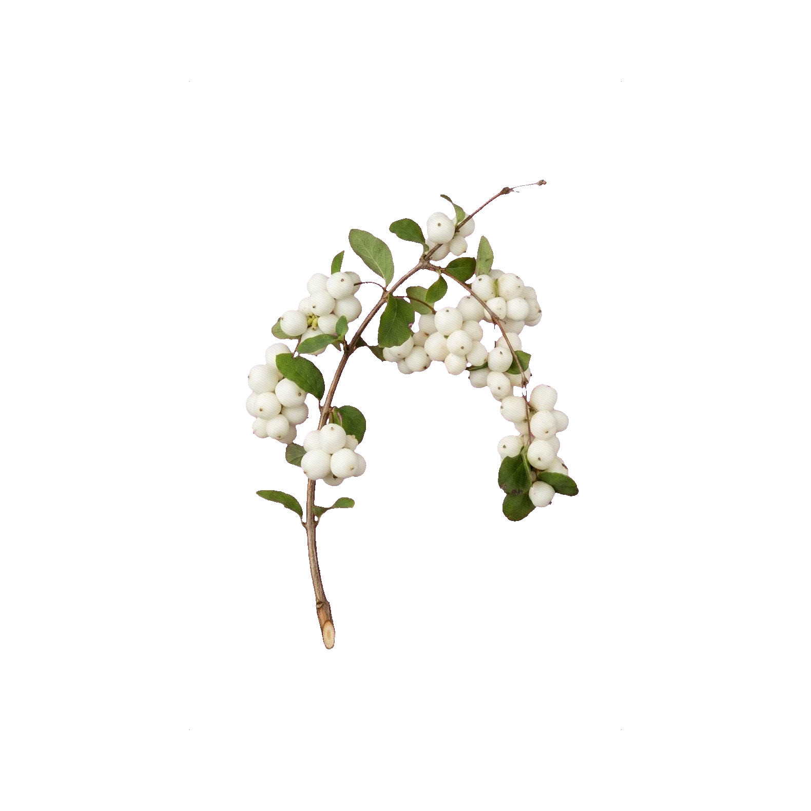 Snowberry