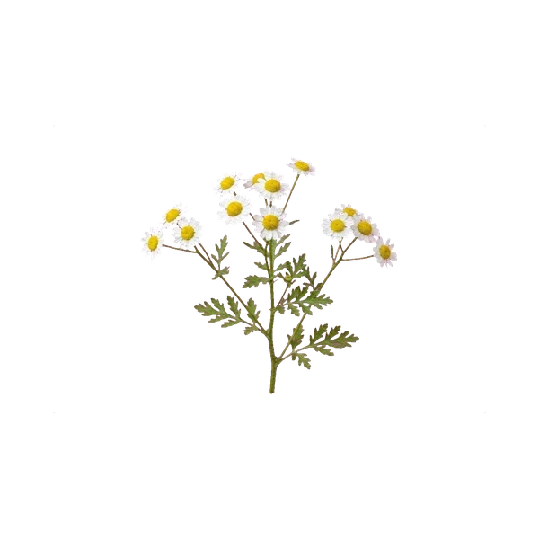 Tanacetum