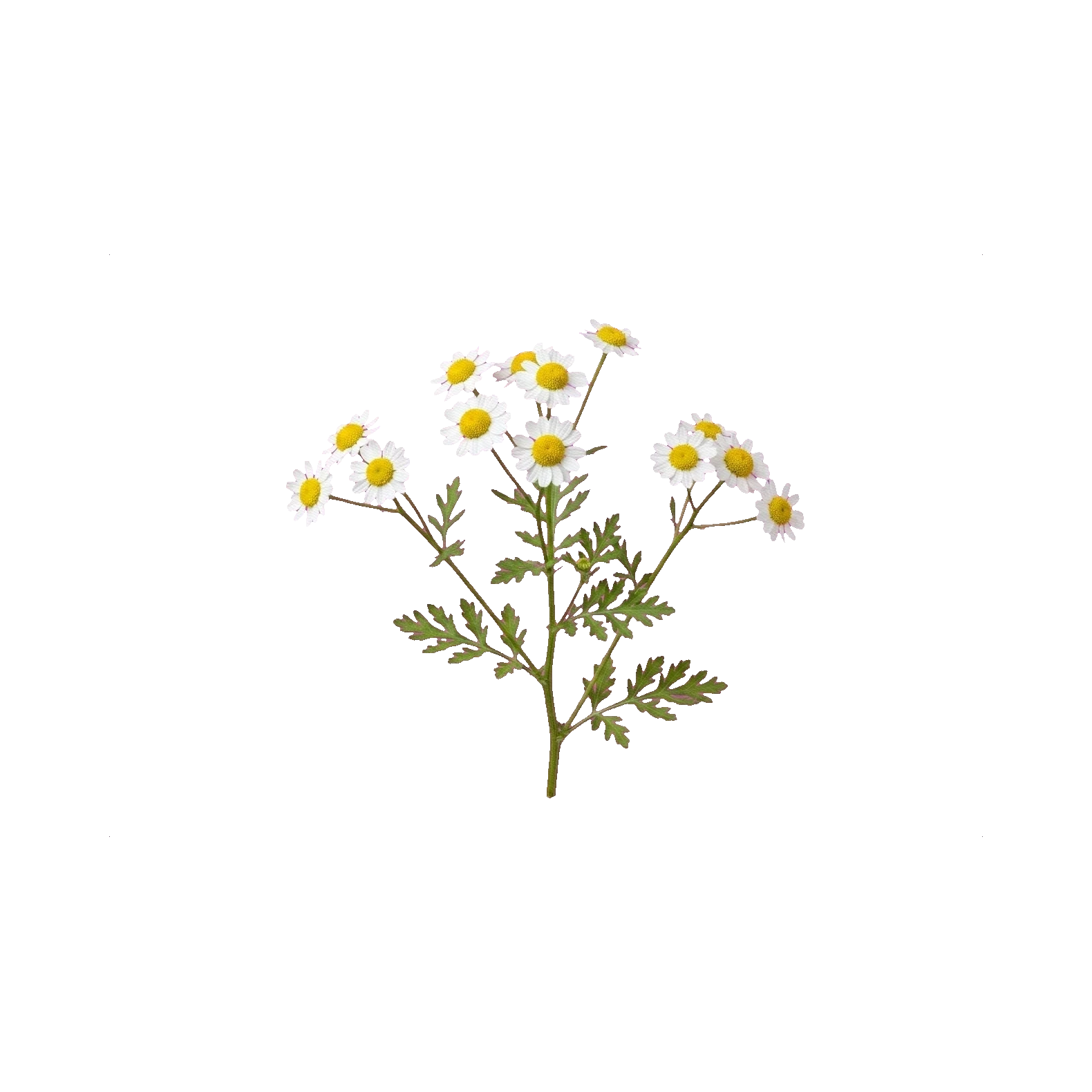 Tanacetum