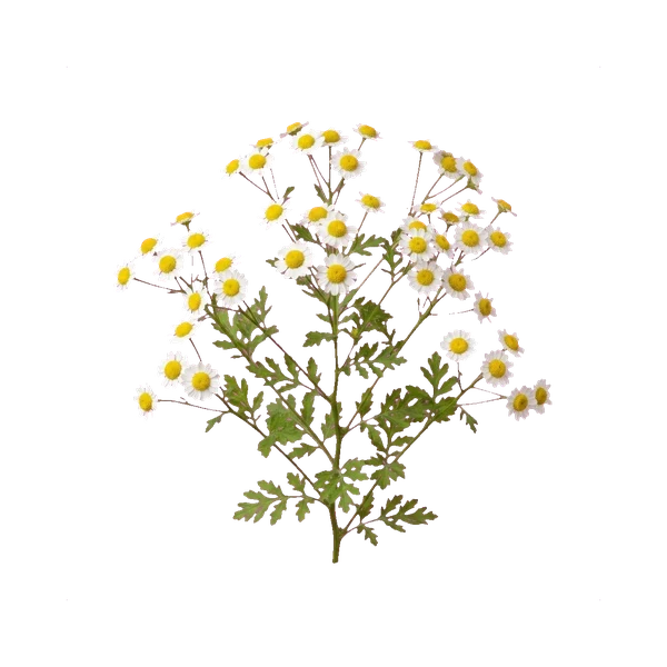 Tanacetum — in_bouquet