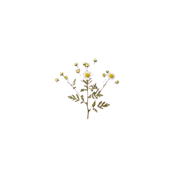 Tanacetum — in_bouquet
