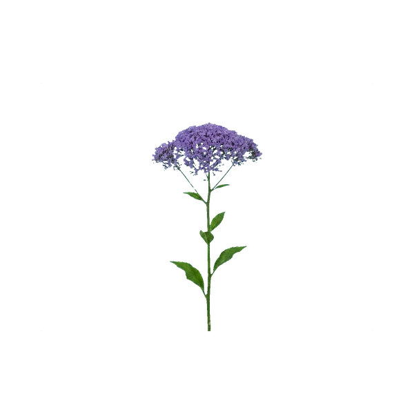 Trachelium blue
