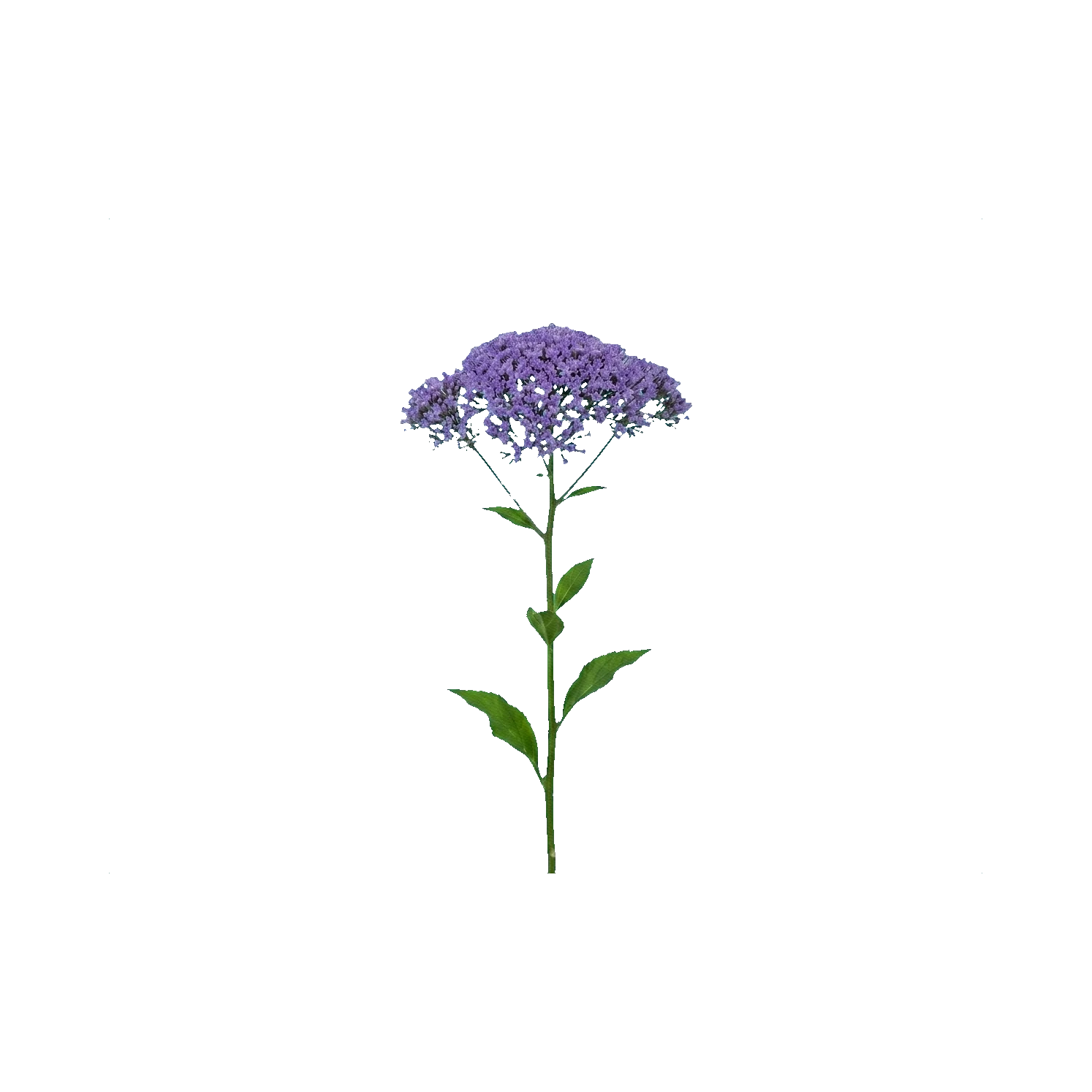 Trachelium