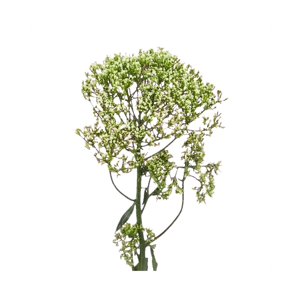 Trachelium white