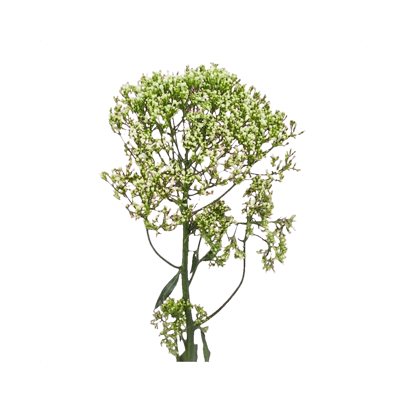Trachelium white