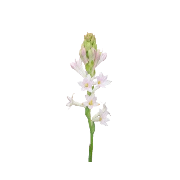 Tuberose white single