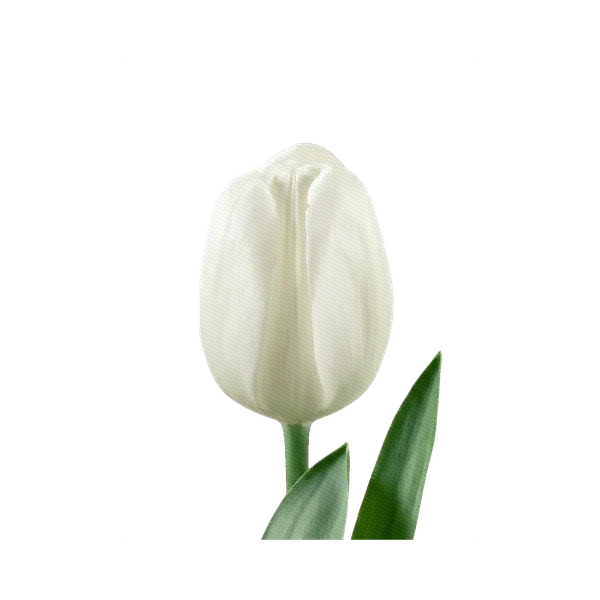 Tulip Antarctica