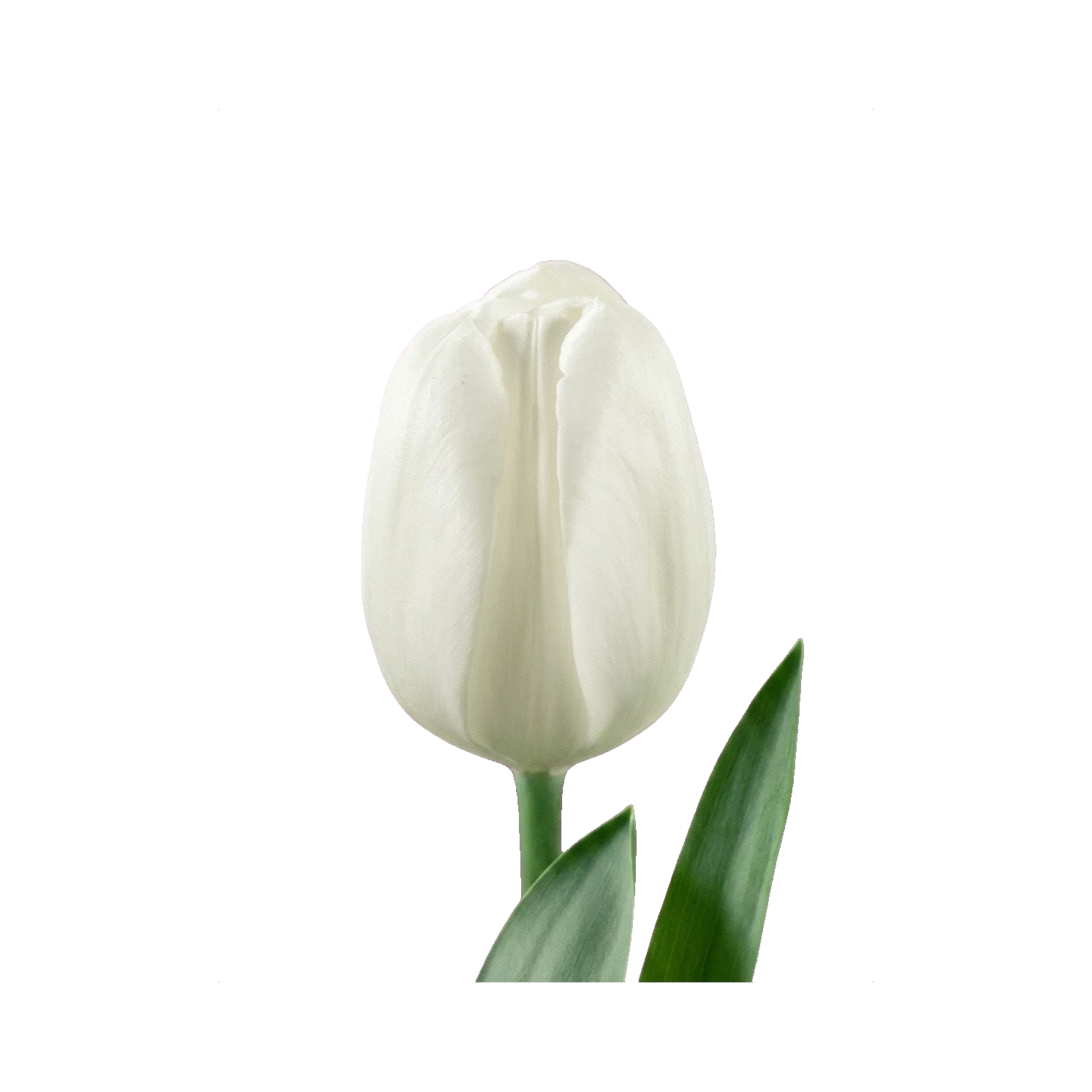 Tulip Antarctica