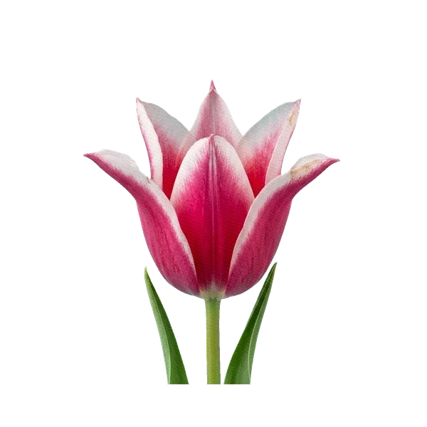 Tulip Claudia (lily-flowered)