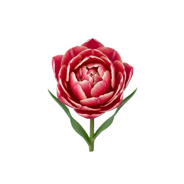 Tulip Columbus