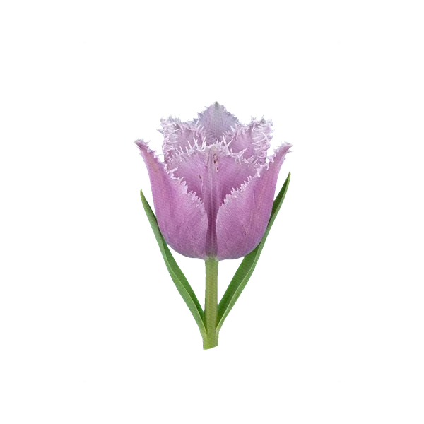 Tulip Cummins (fringed)