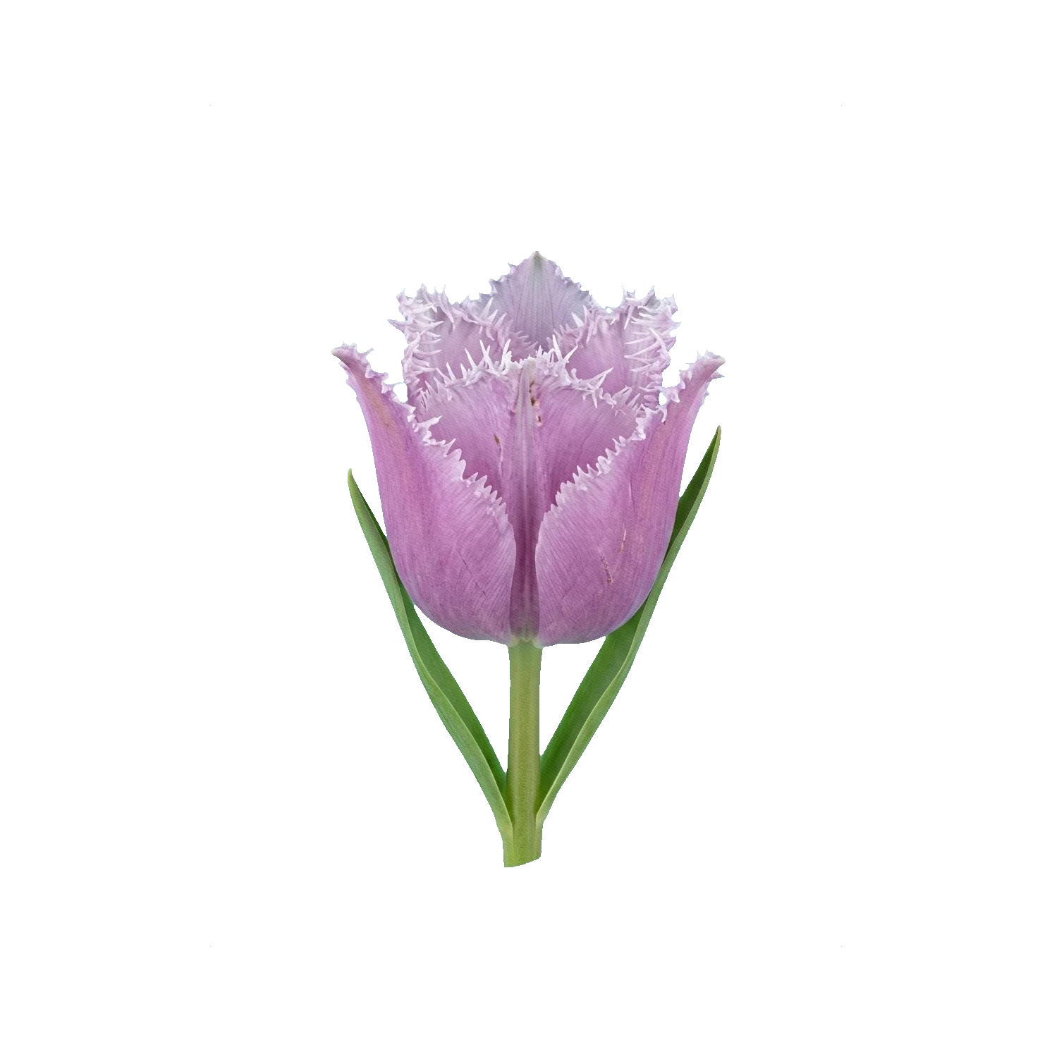 Tulip Cummins (fringed)