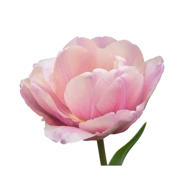 Tulip Double Pink