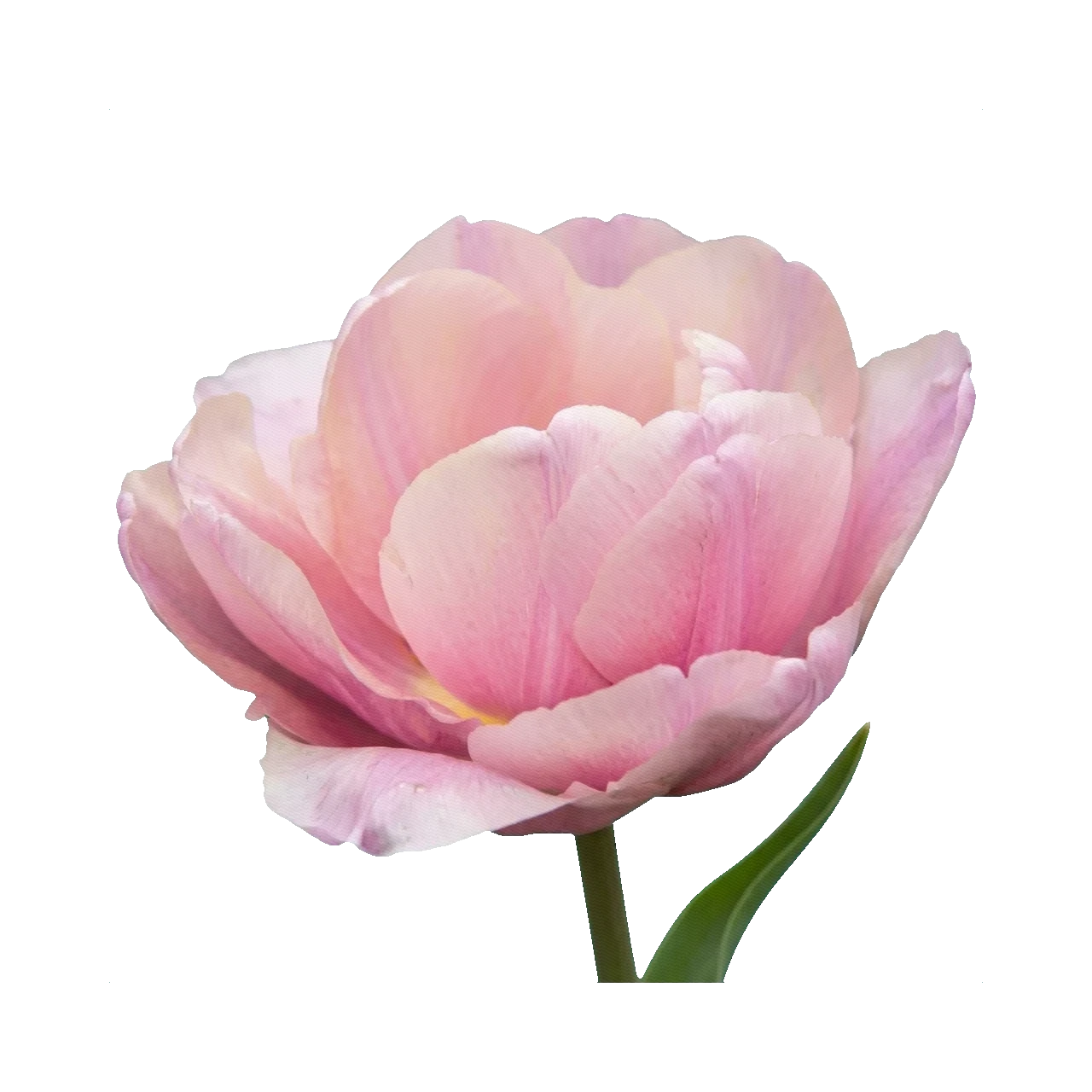 Tulip Double Pink