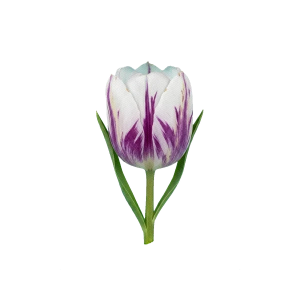 Tulip Flaming Flag