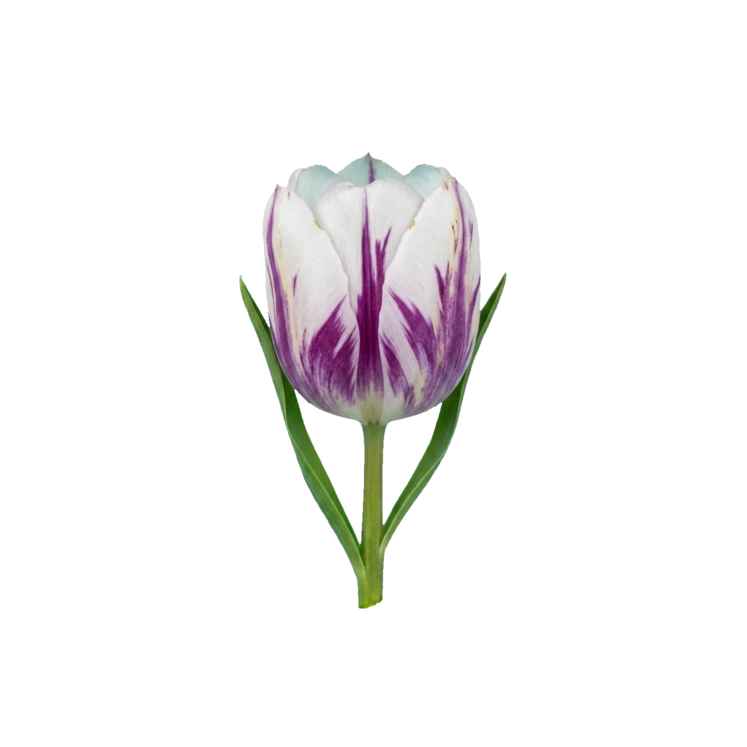 Tulip Flaming Flag