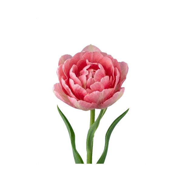 Tulip Foxtrot