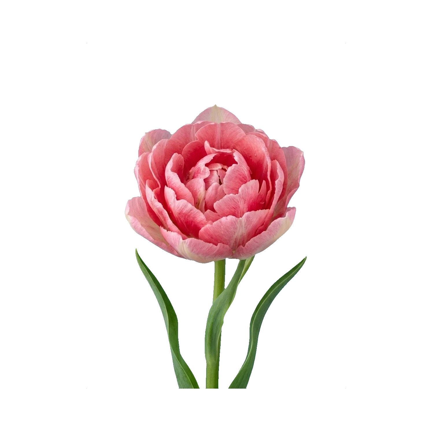 Tulip Foxtrot