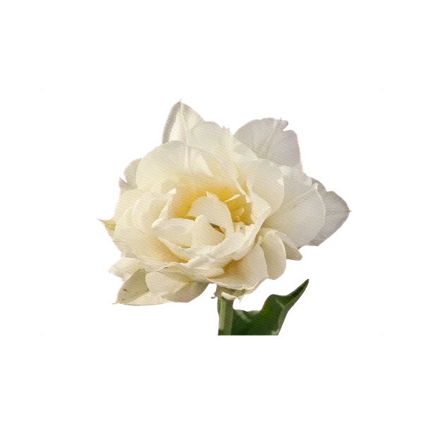 French double tulip white