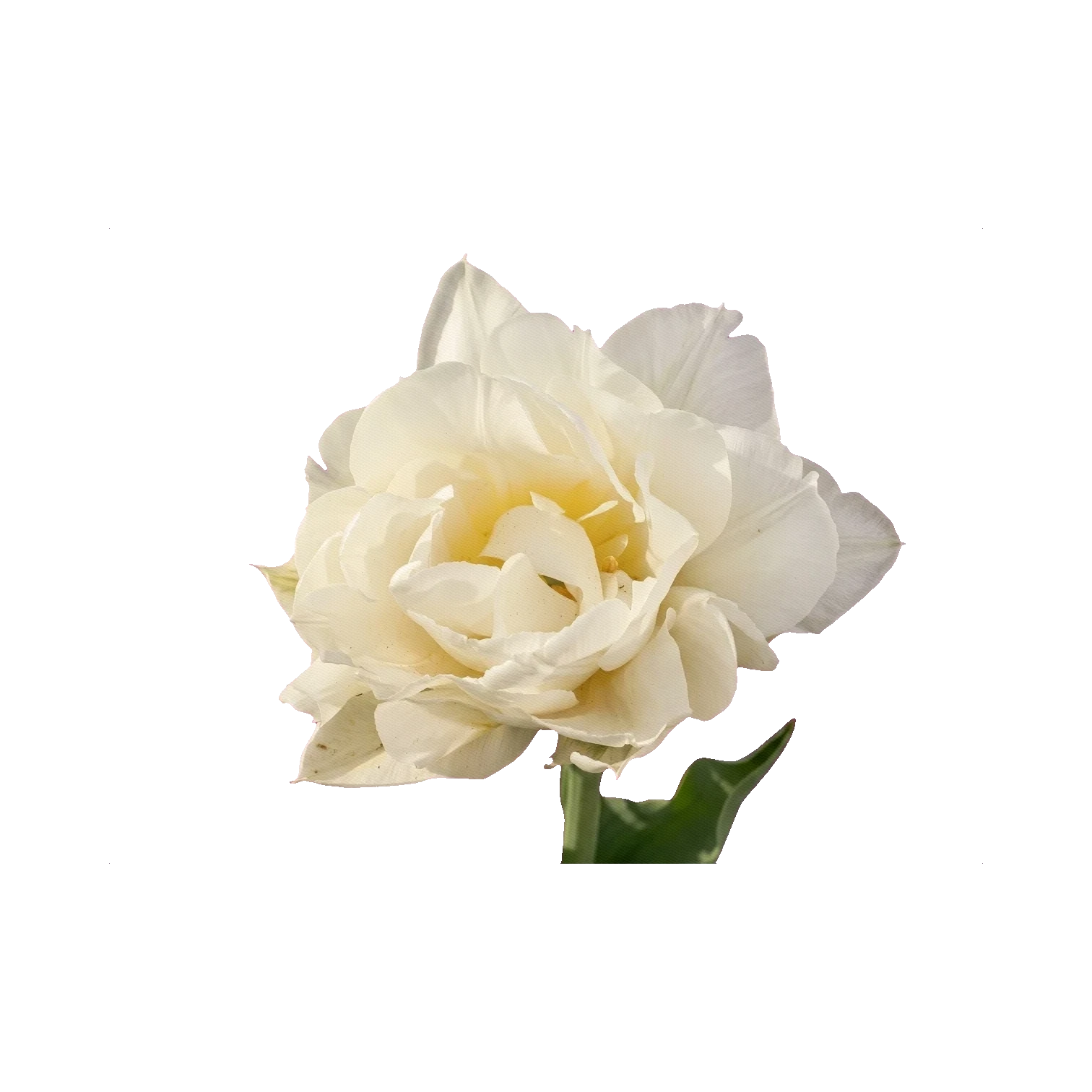 Tulipán
