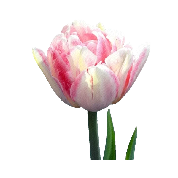Tulip Foxtrot (French double)