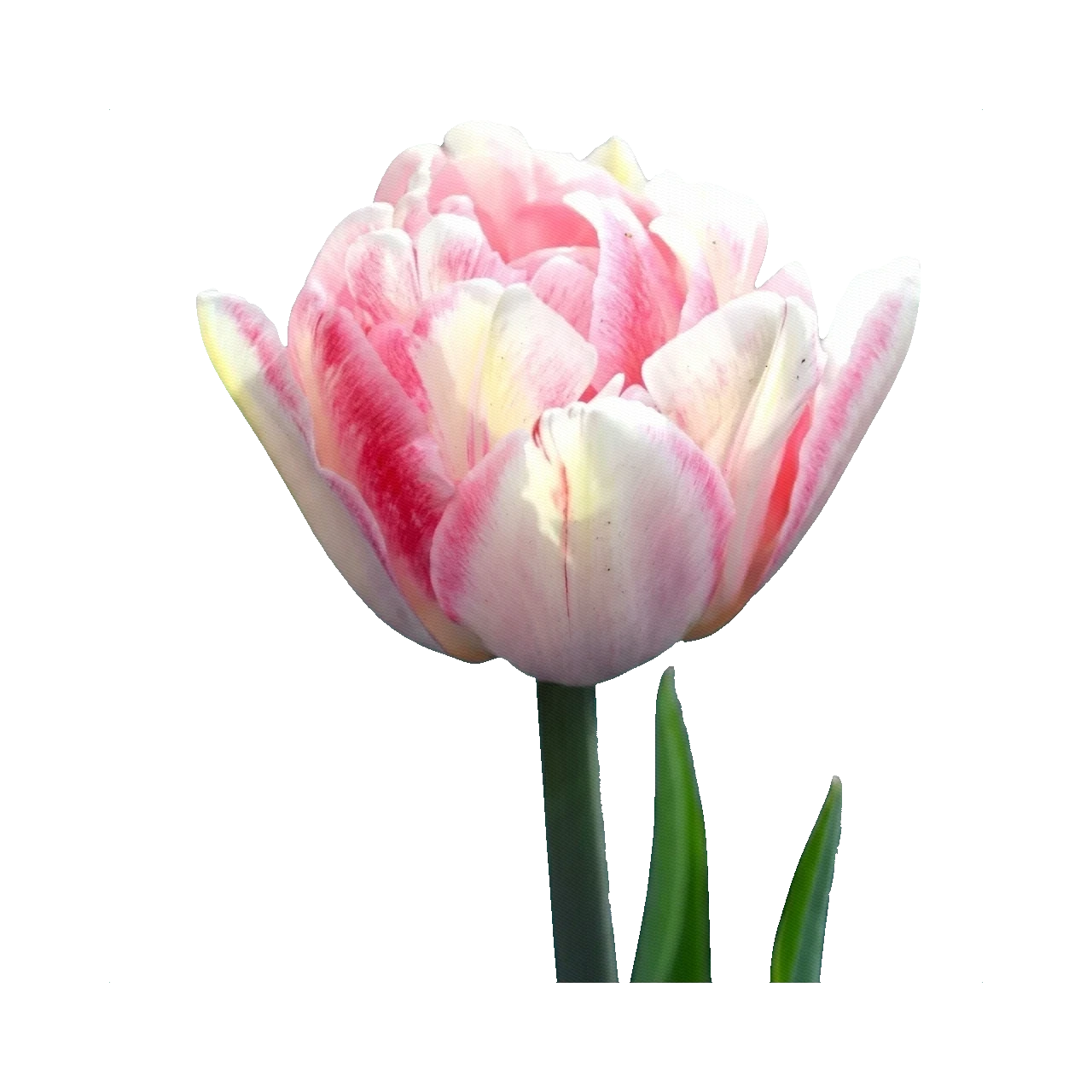 Tulip Foxtrot (French double)