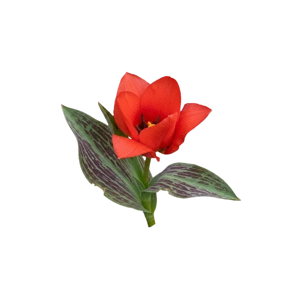 Tulip Greigii red