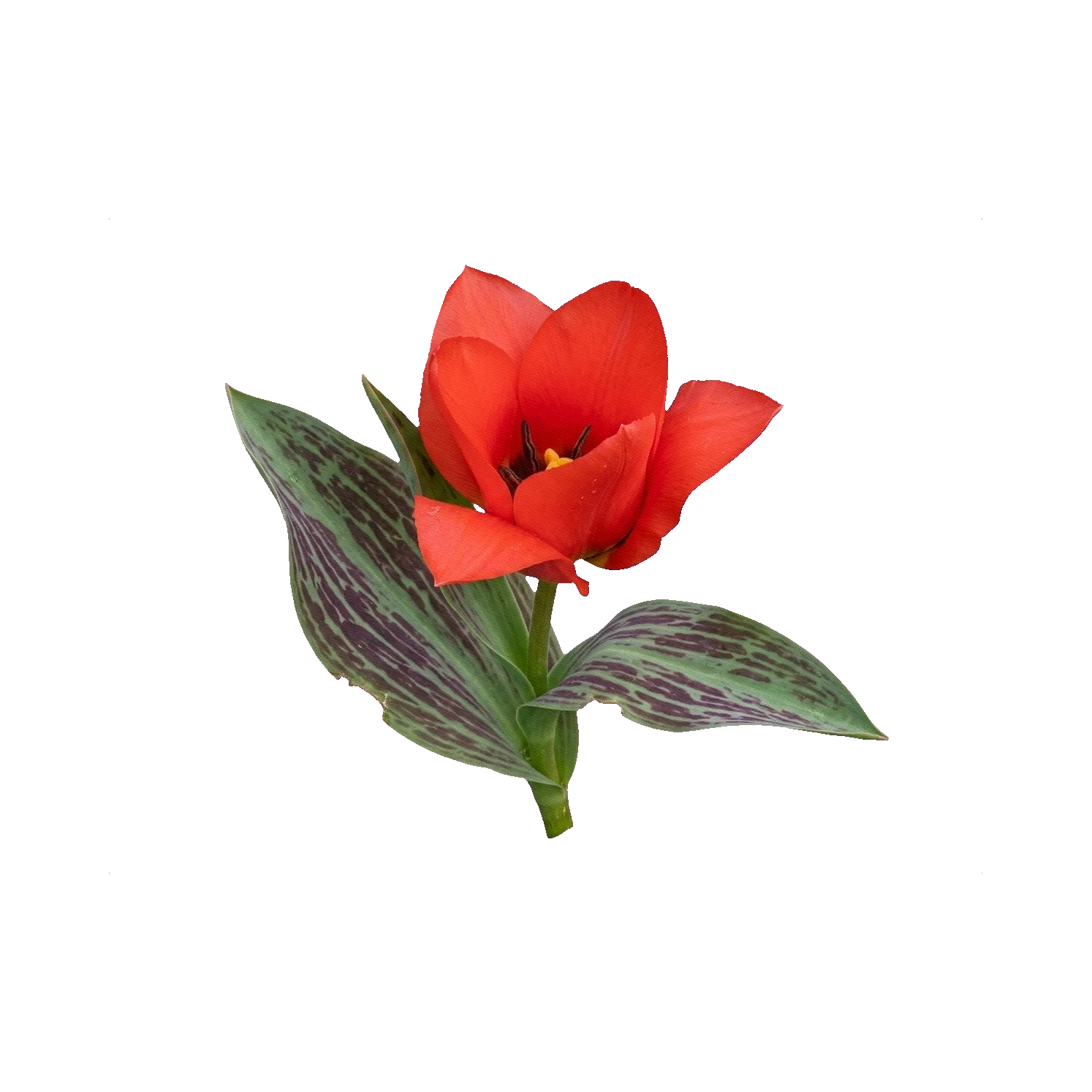 Tulip Greigii red