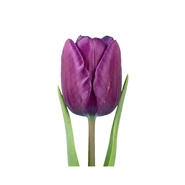 Tulip Negrita