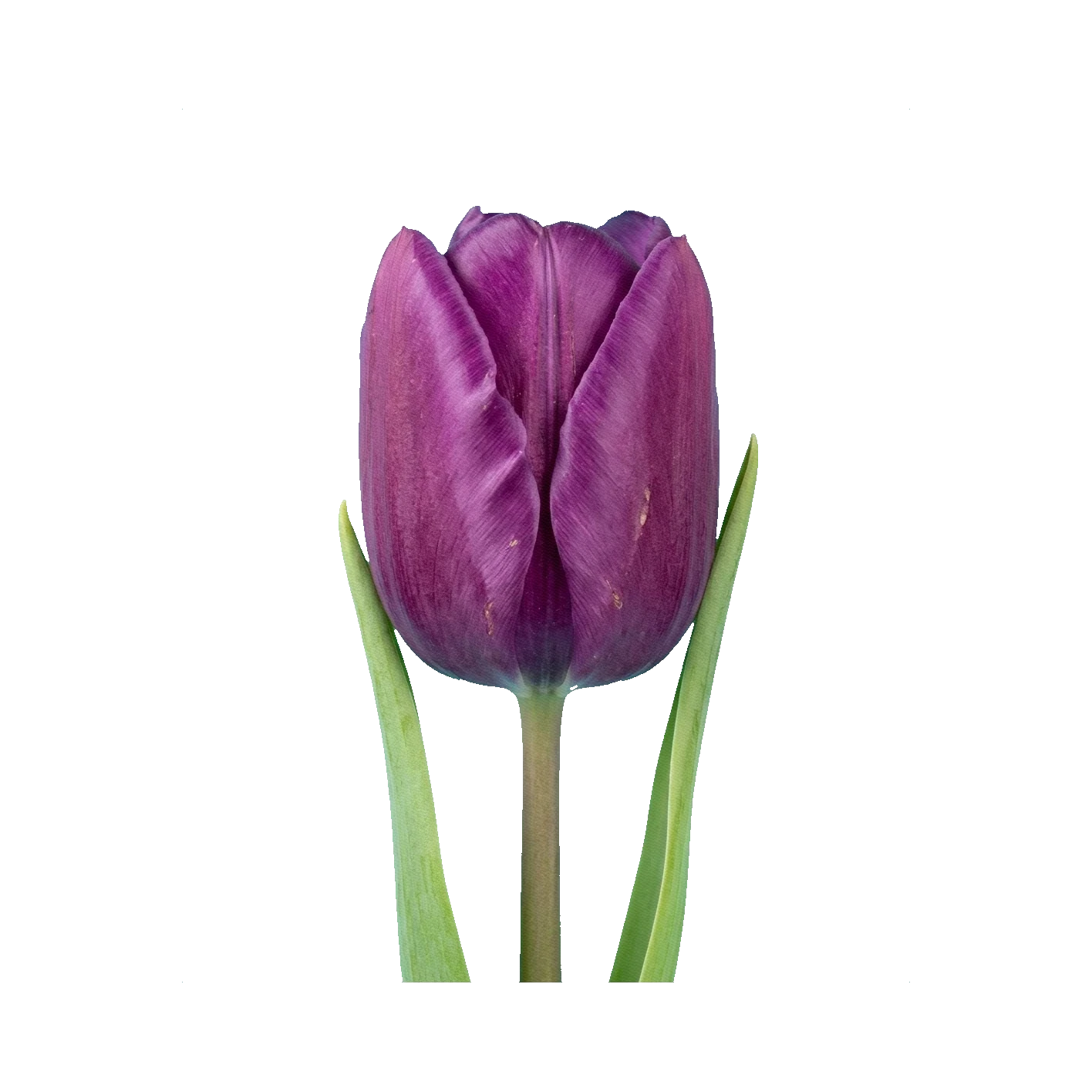 Tulip Negrita