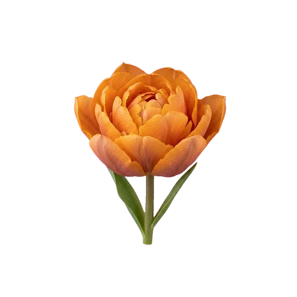 Tulip Orange Princess