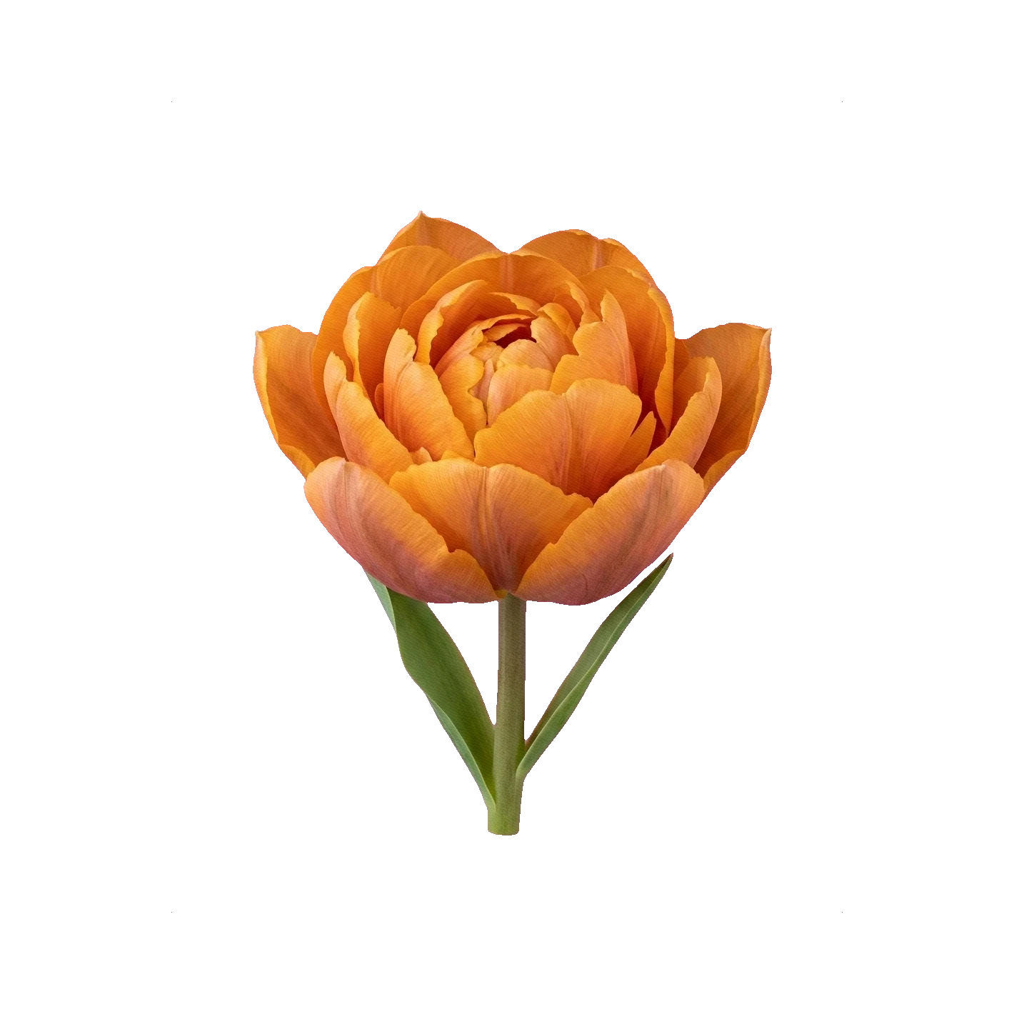 Tulip Orange Princess