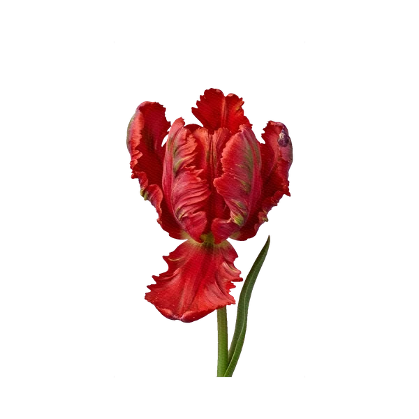 Parrot tulip red
