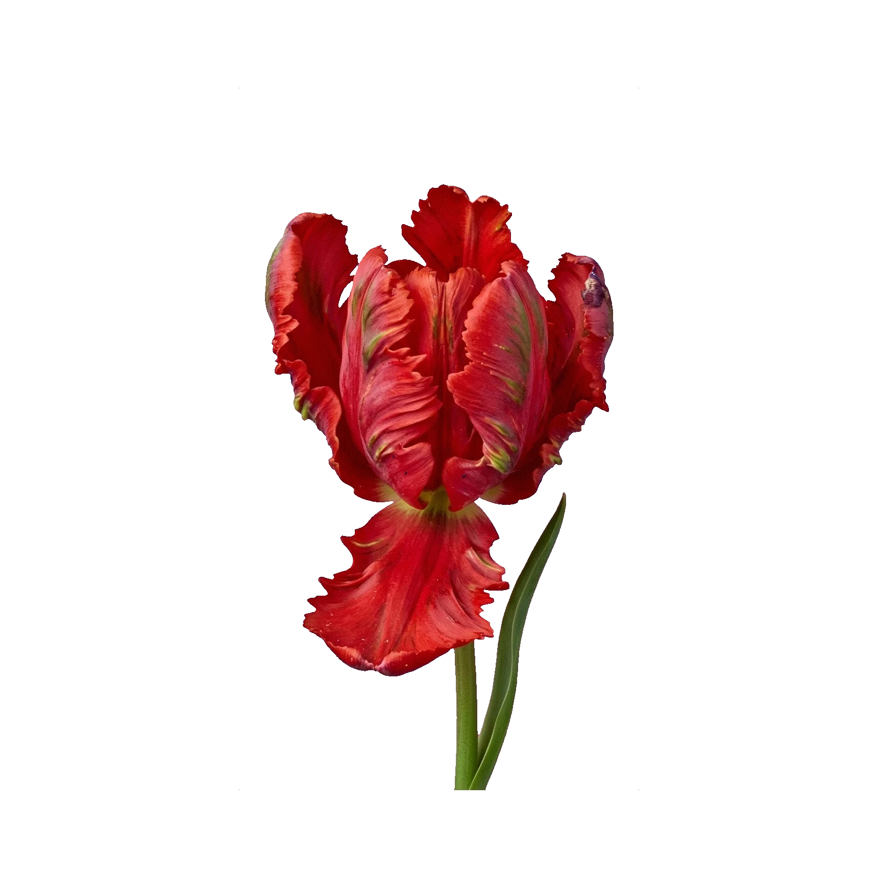 Parrot tulip red