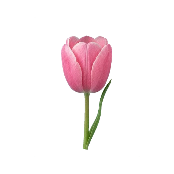 Tulip Pink Impression (Darwin)