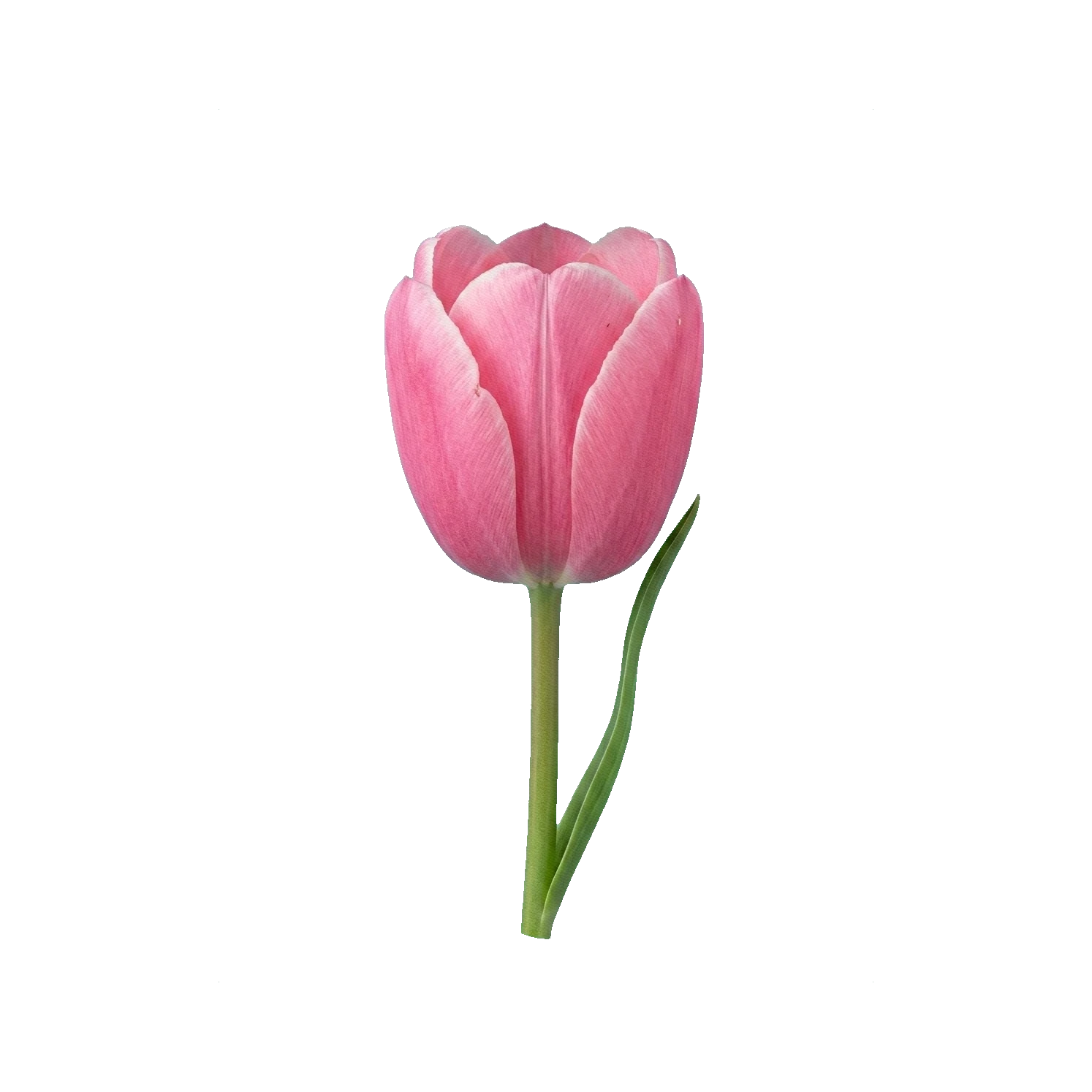 Tulip Pink Impression (Darwin)