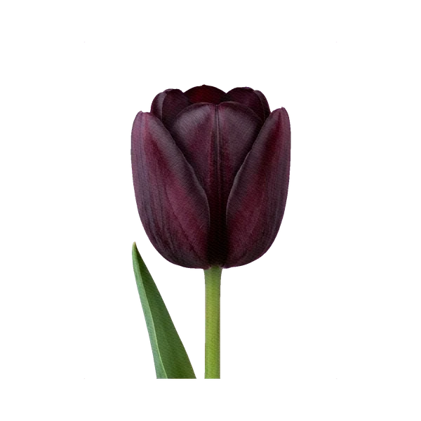 Tulip Queen of Night