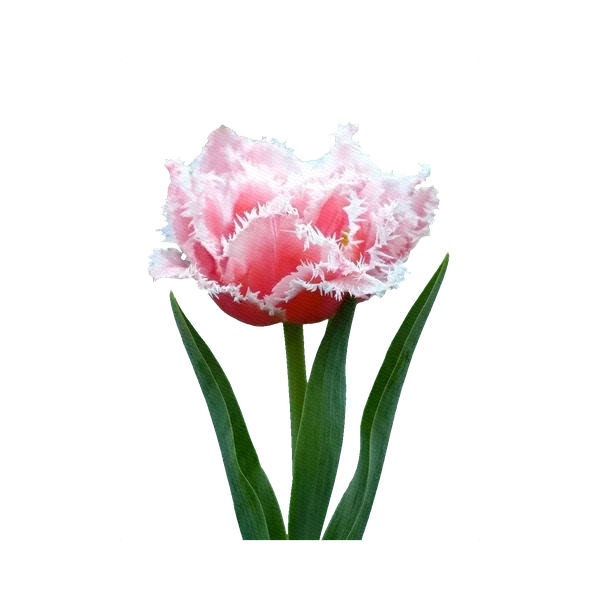 Tulip Queensland