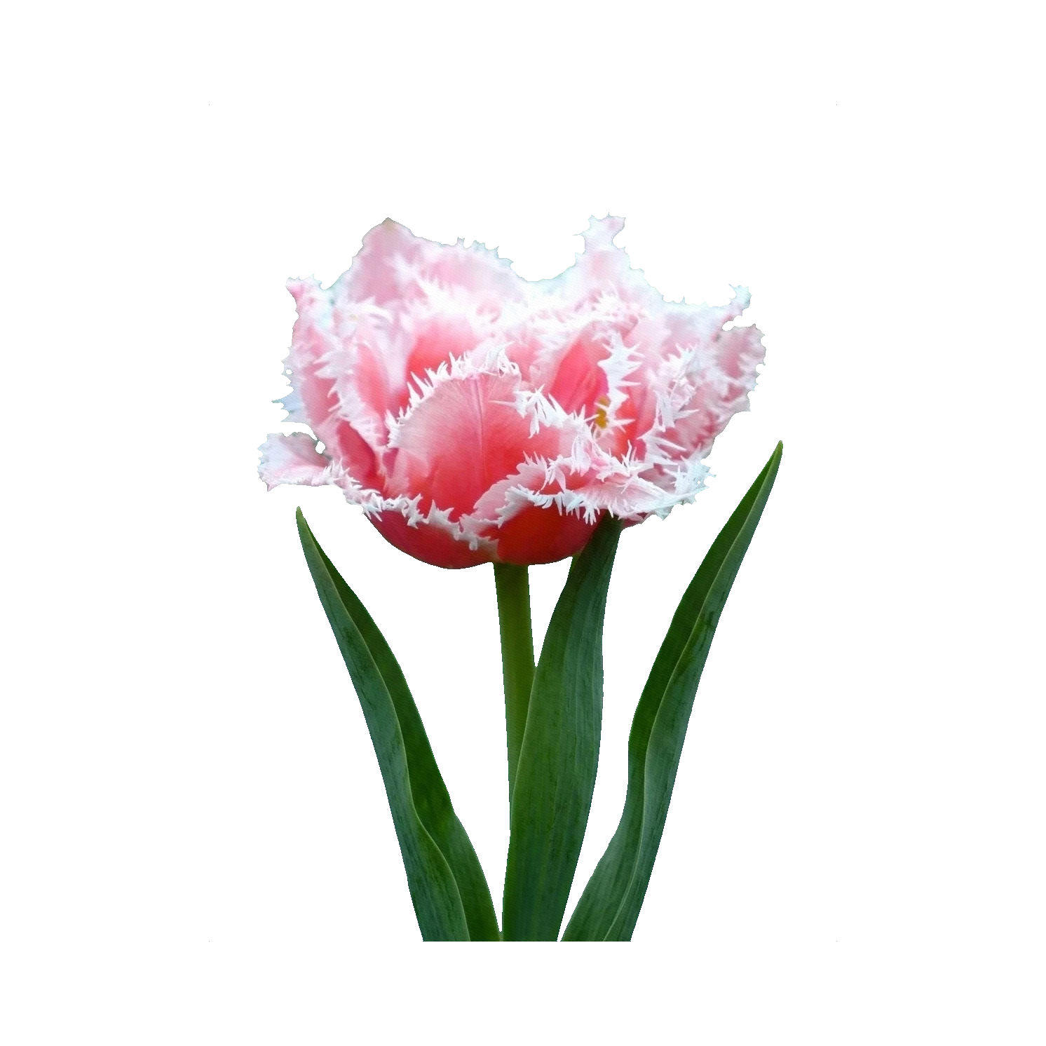 Tulip Queensland